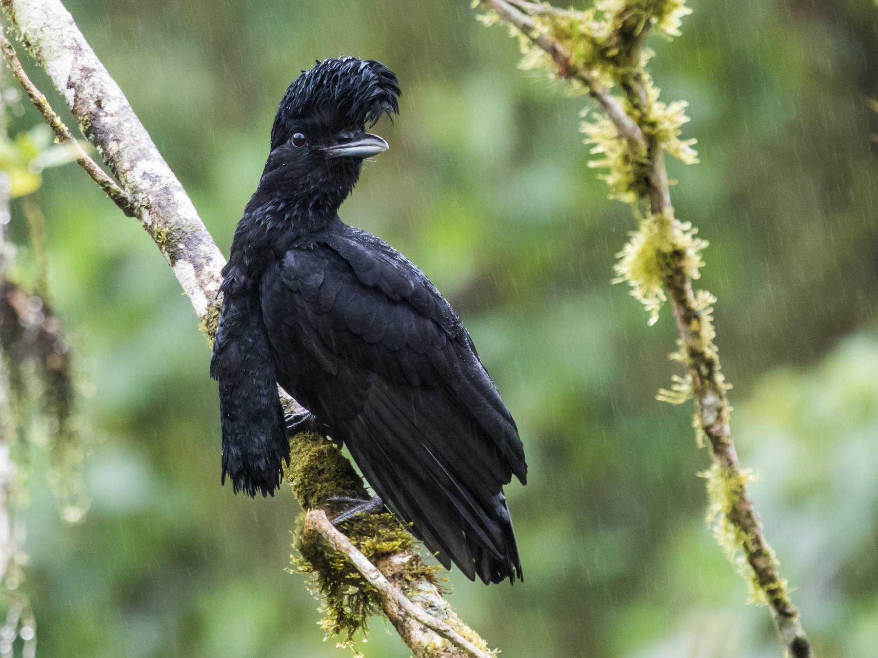 Long-wattled Umbrellabird - Nick Athanas