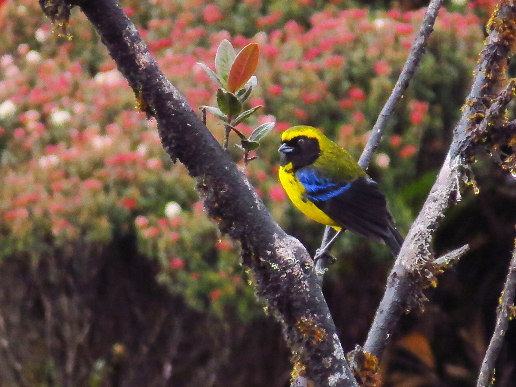 Masked Mountain Tanager - Jorge Muñoz García   CAQUETA BIRDING