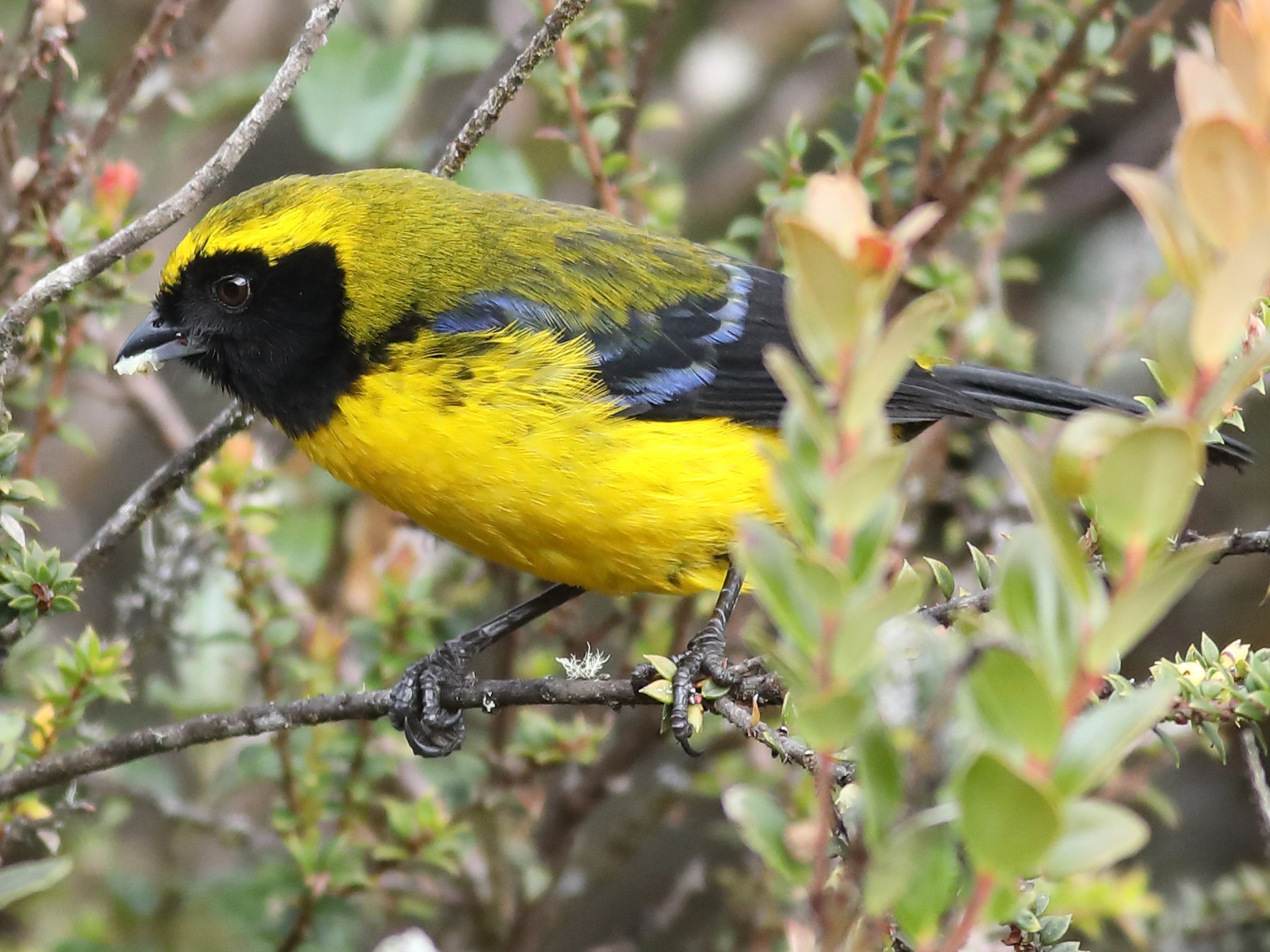 Masked Mountain Tanager - Graham Montgomery