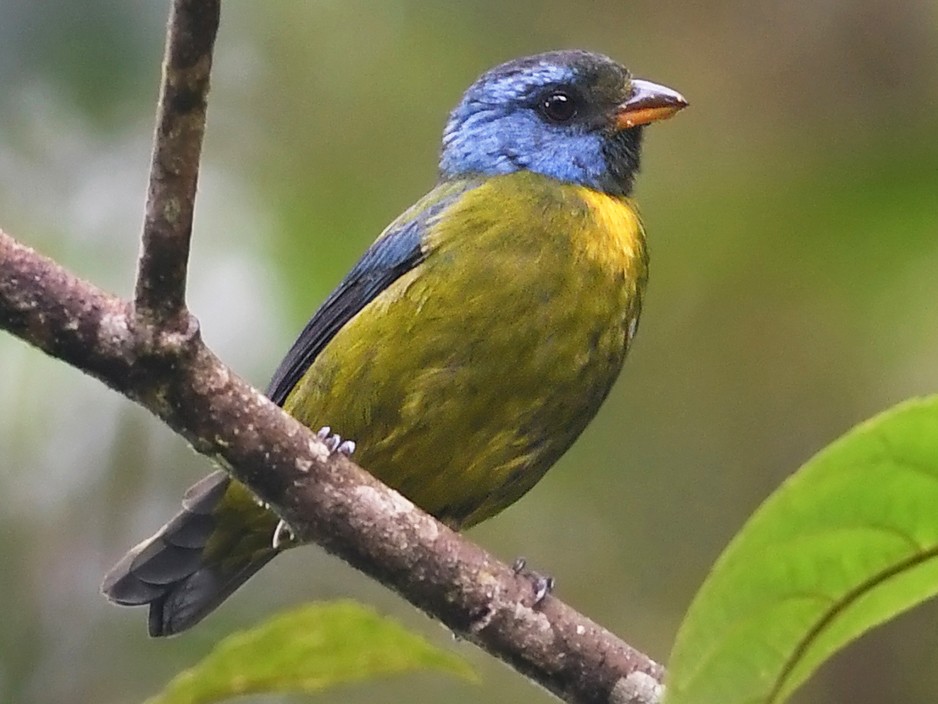 Moss-backed Tanager - Joshua Vandermeulen