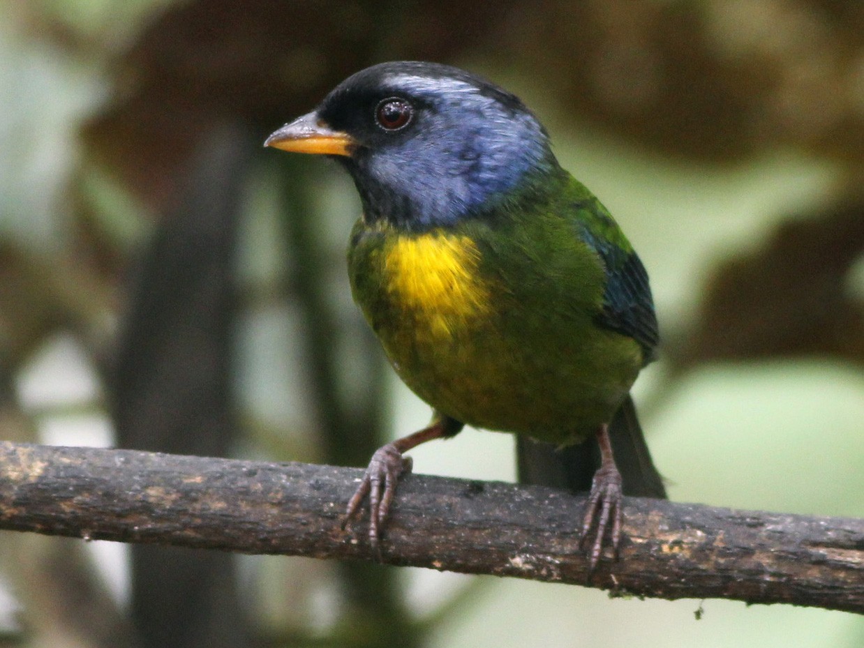 Moss-backed Tanager - eBird