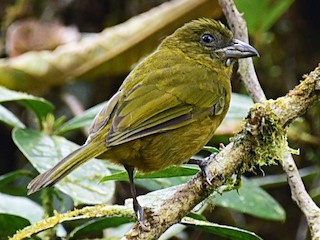  - Ochre-breasted Tanager