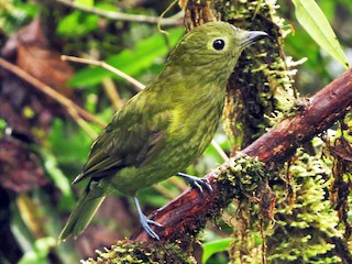  - Johnnier Arango | theandeanbirder.com - ML178814941