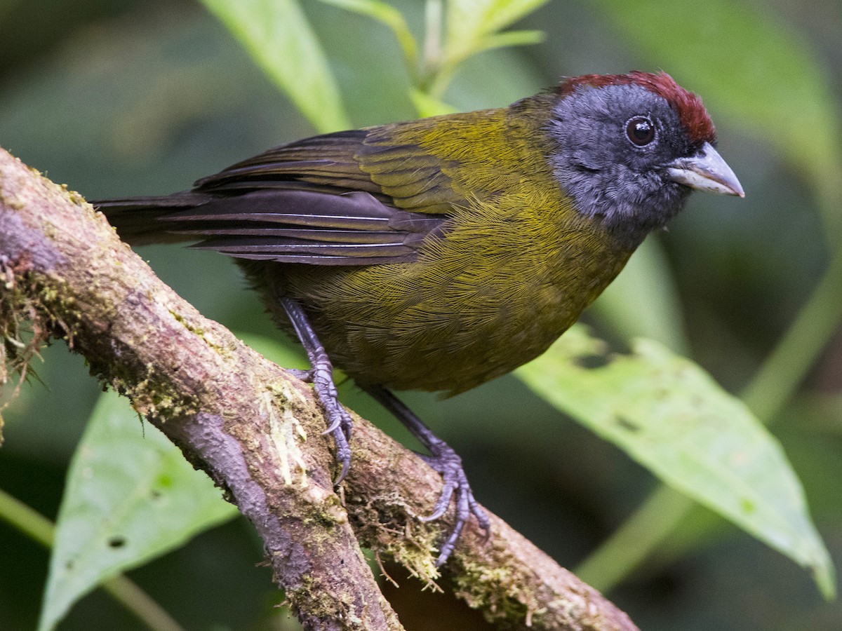 Olive Finch - Arremon castaneiceps - Birds of the World