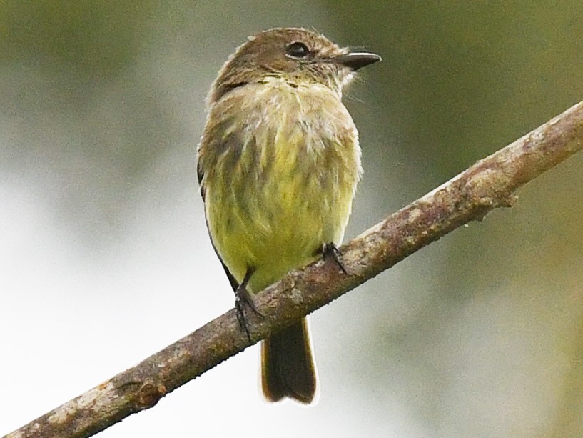 Olive-chested Flycatcher - Warren Whaley