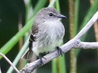  - Olive-chested Flycatcher