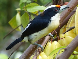  - Orange-fronted Barbet