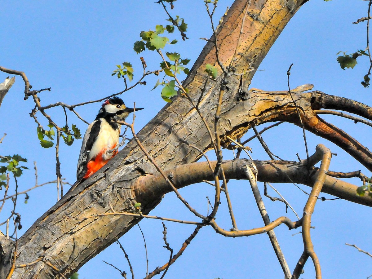 White-winged Woodpecker - ML178815811