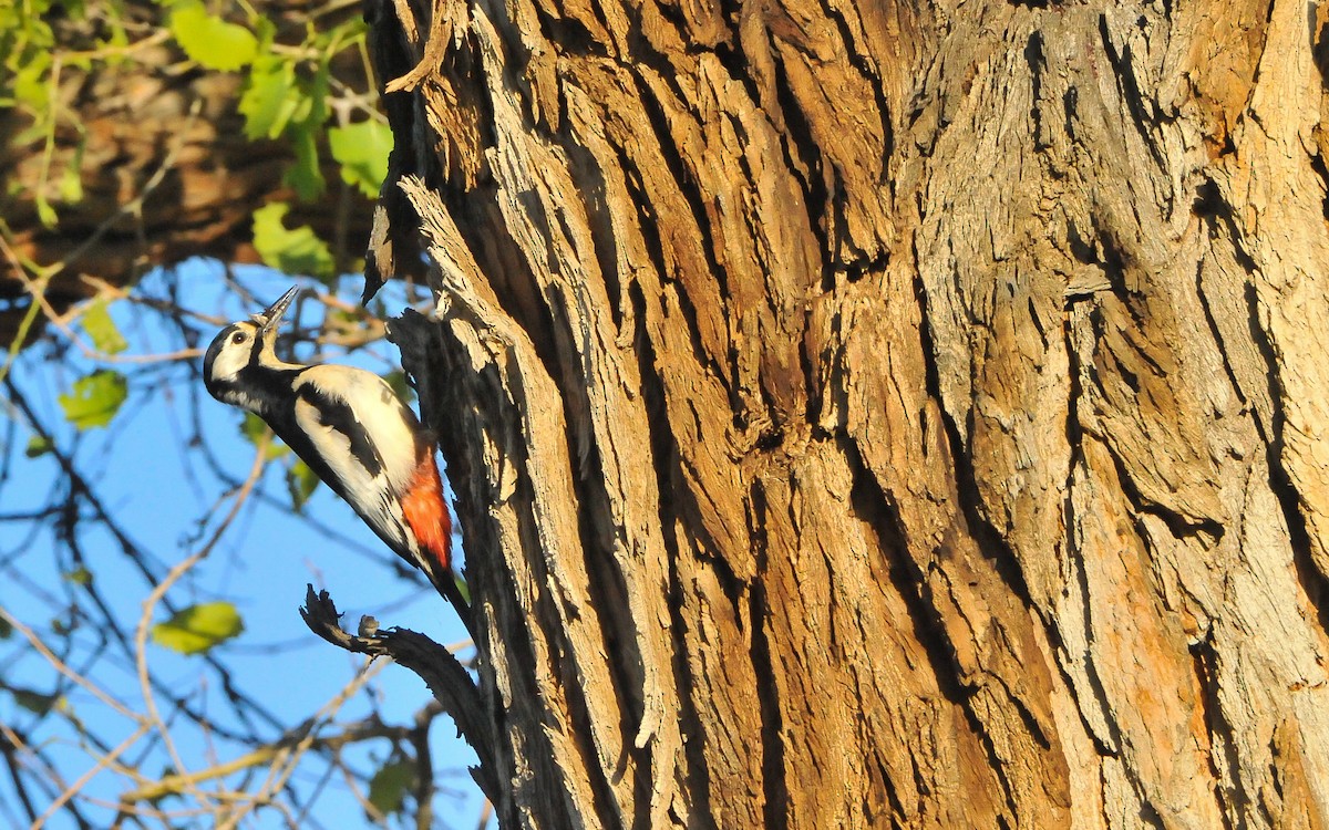 White-winged Woodpecker - ML178815831