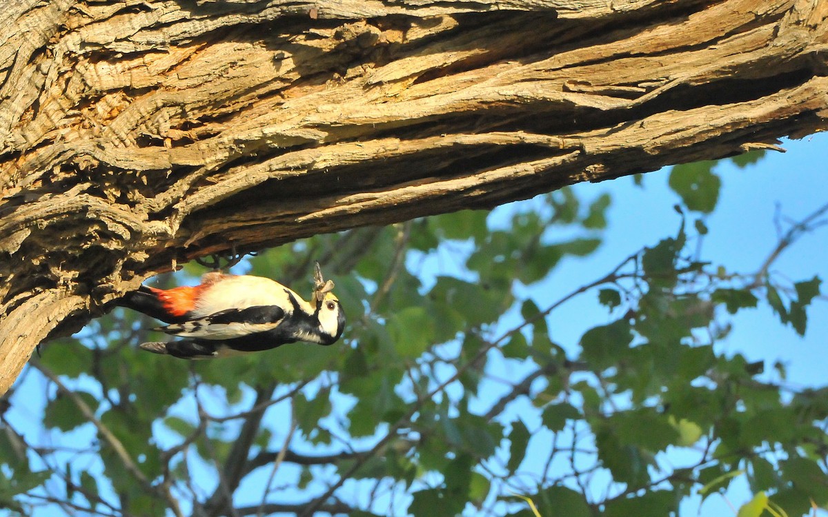 White-winged Woodpecker - Jean-Louis  Carlo