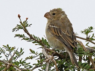 Female - ML178816301