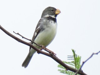 Breeding male - ML178816311