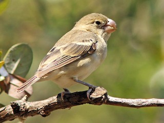 Female - ML178816321