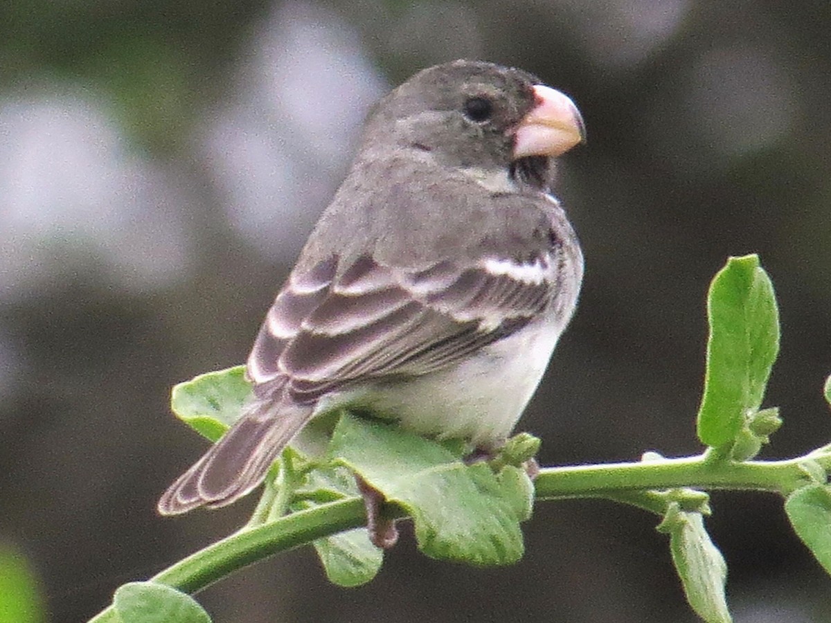 Chorão - eBird