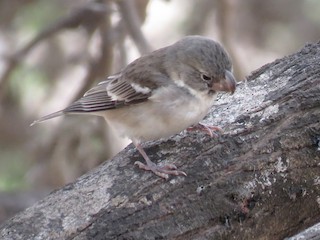 Nonbreeding male - ML178816371