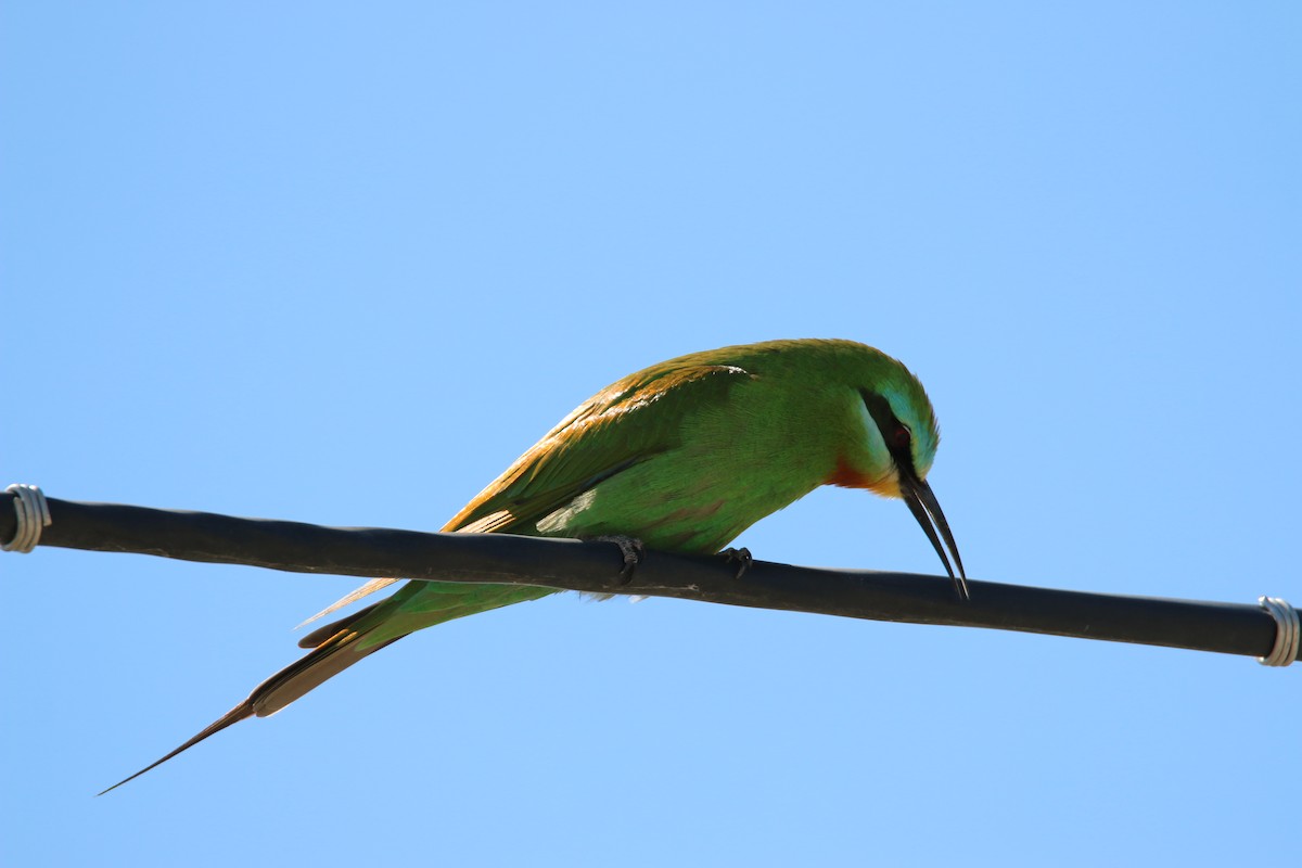 Blue-cheeked Bee-eater - ML178816741