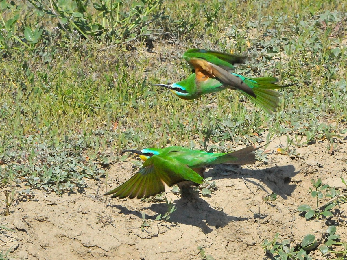 Blue-cheeked Bee-eater - ML178816761