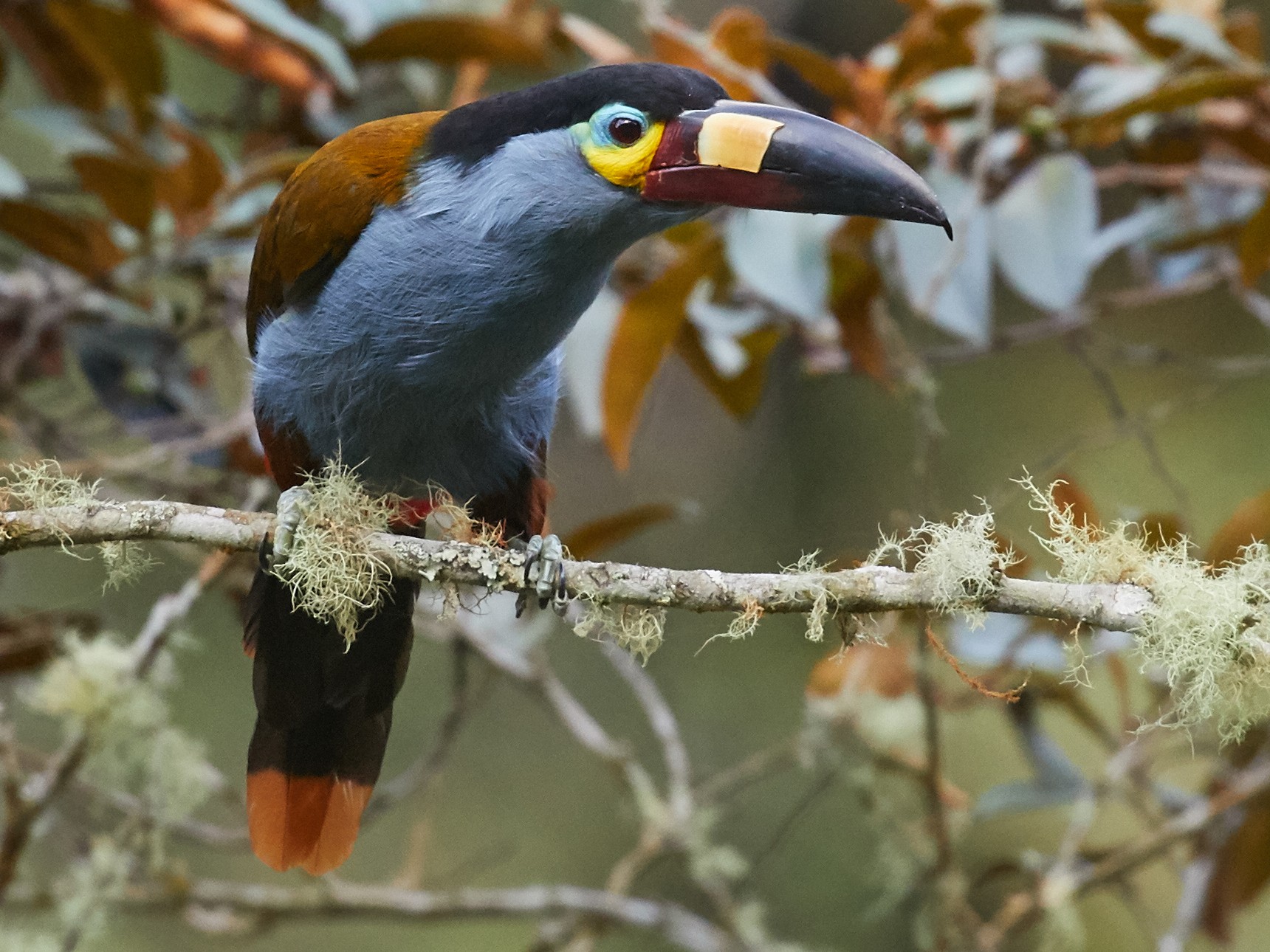 Plate-billed Mountain-Toucan - eBird