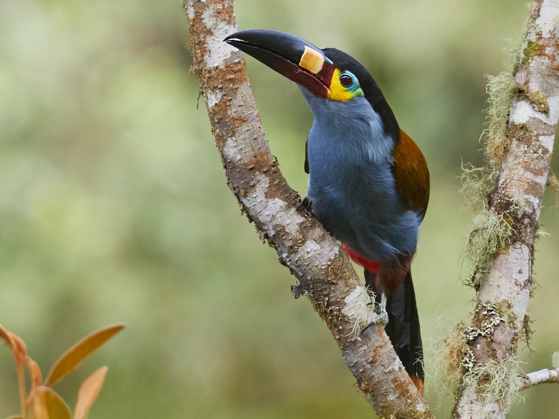 Plate-billed Mountain-Toucan - Brooke Miller