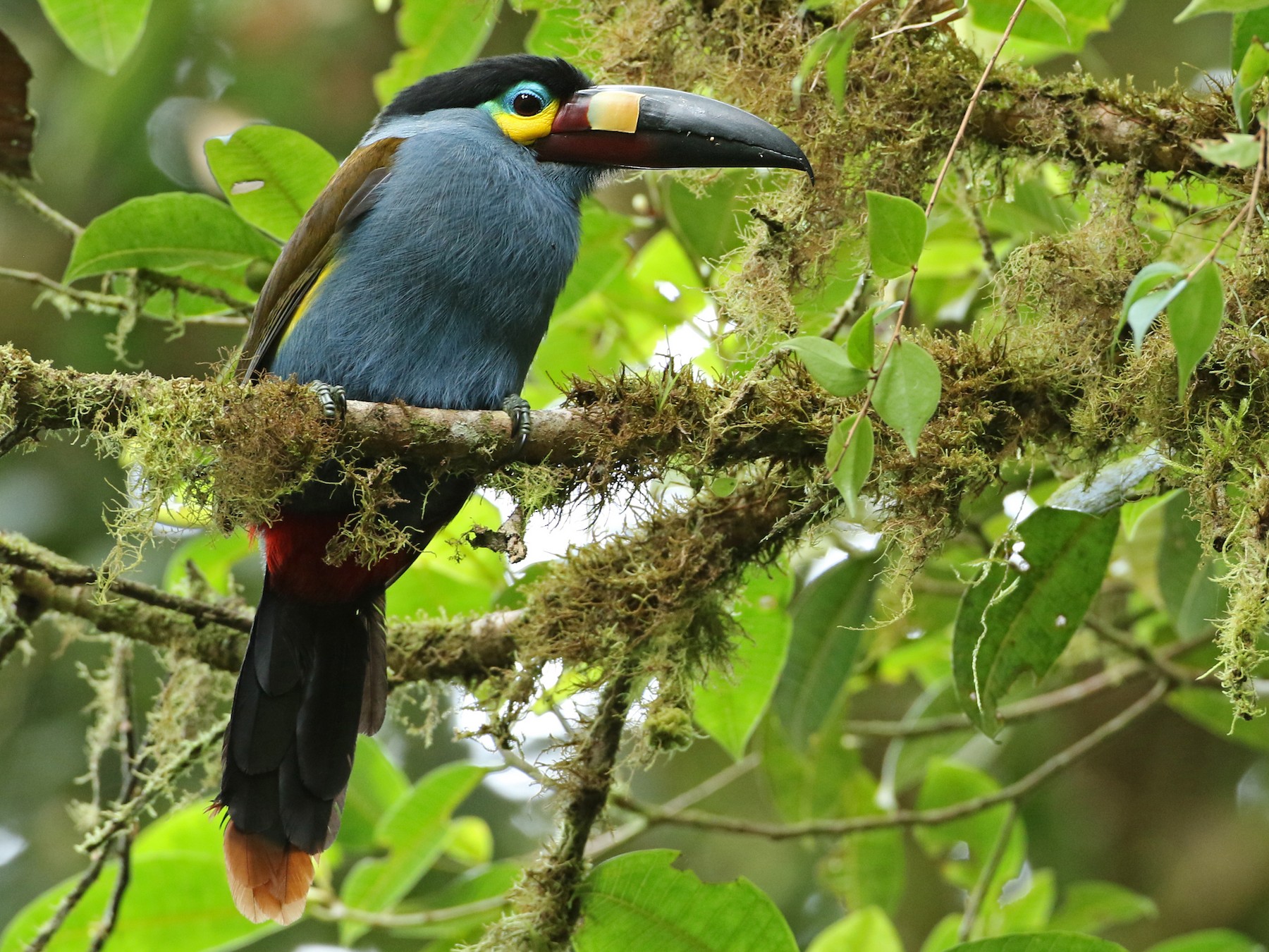 Plate-billed Mountain-Toucan - Luke Seitz