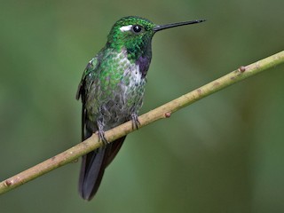  - Purple-bibbed Whitetip