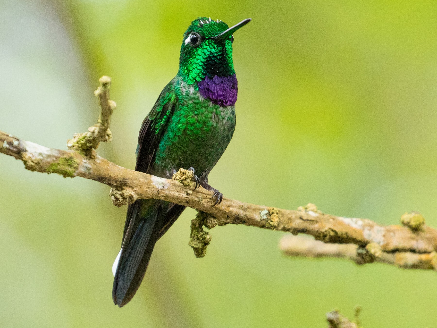 Purple-bibbed Whitetip - eBird