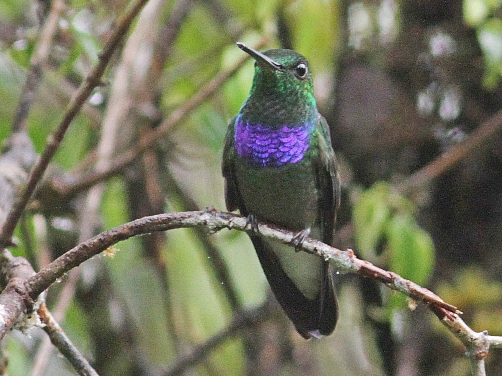 Purple-chested Hummingbird - Laval Roy