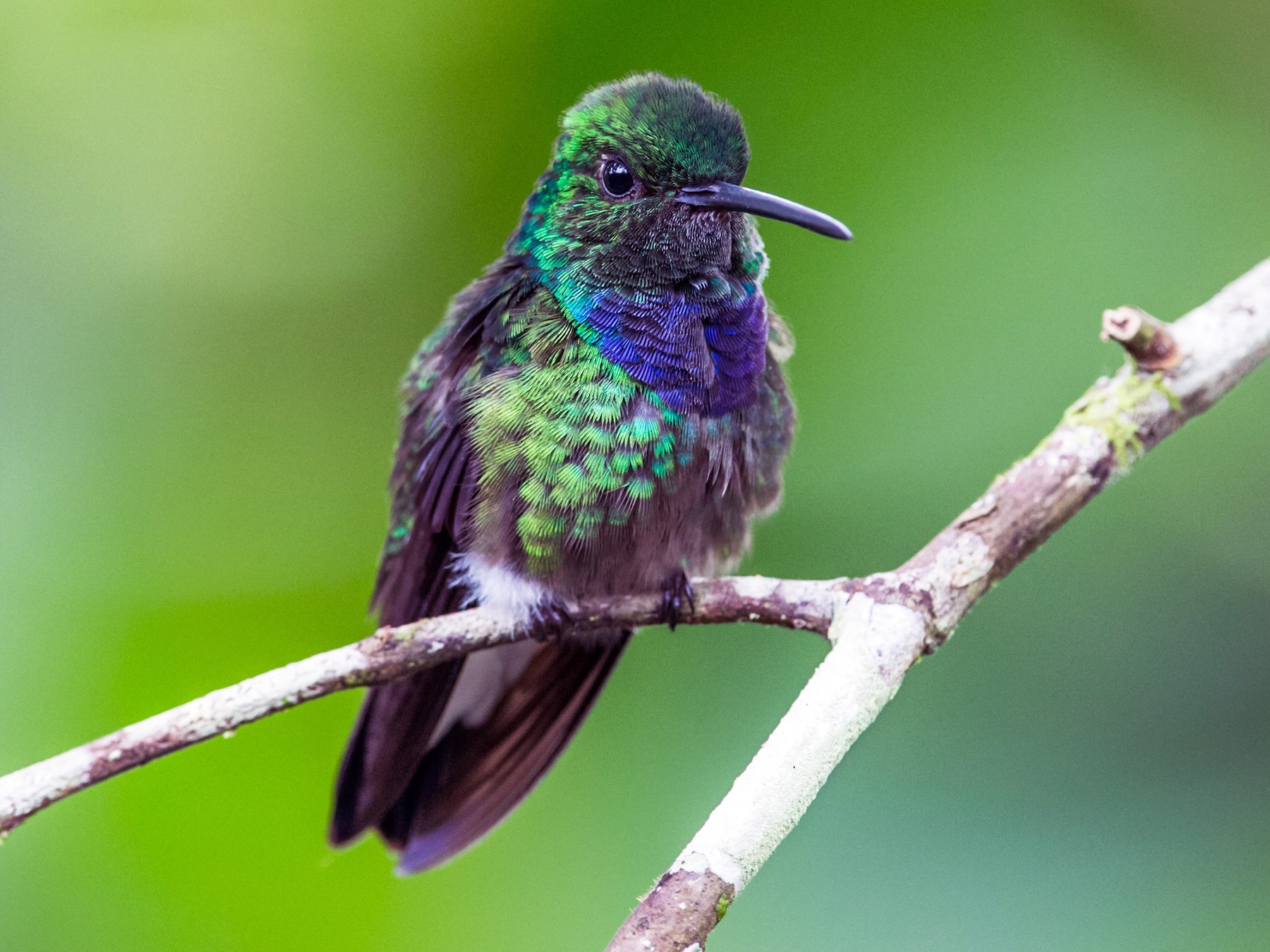 Purple-chested Hummingbird - Nick Athanas