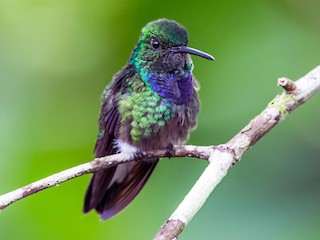  - Purple-chested Hummingbird