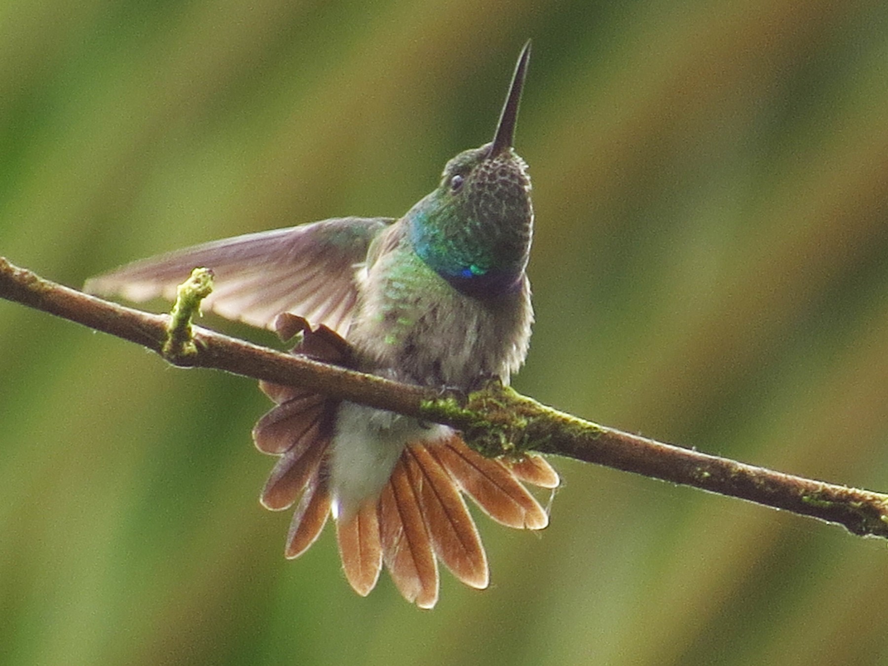 Purple-chested Hummingbird - Jorge Muñoz García   CAQUETA BIRDING