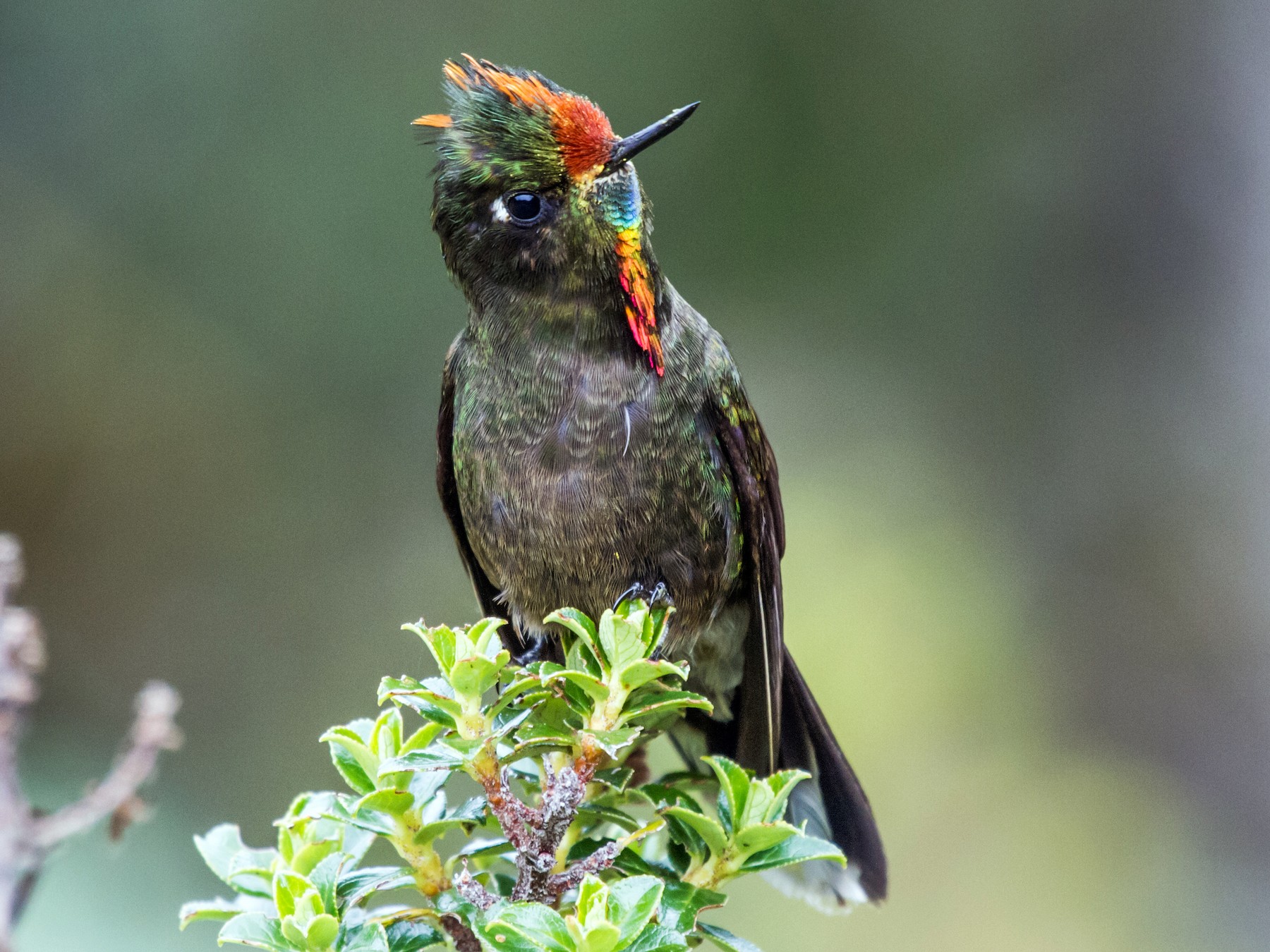 Rainbow-bearded Thornbill - Nick Athanas