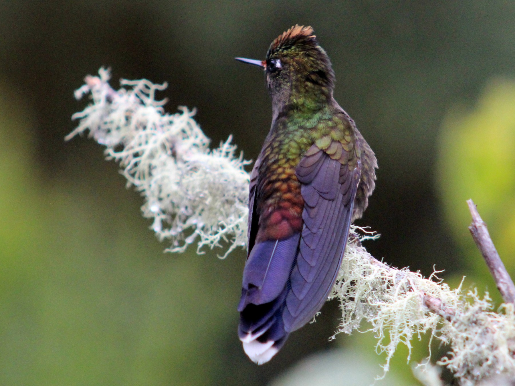 Colibrí de Herrán - Peter & Jane Wolfe