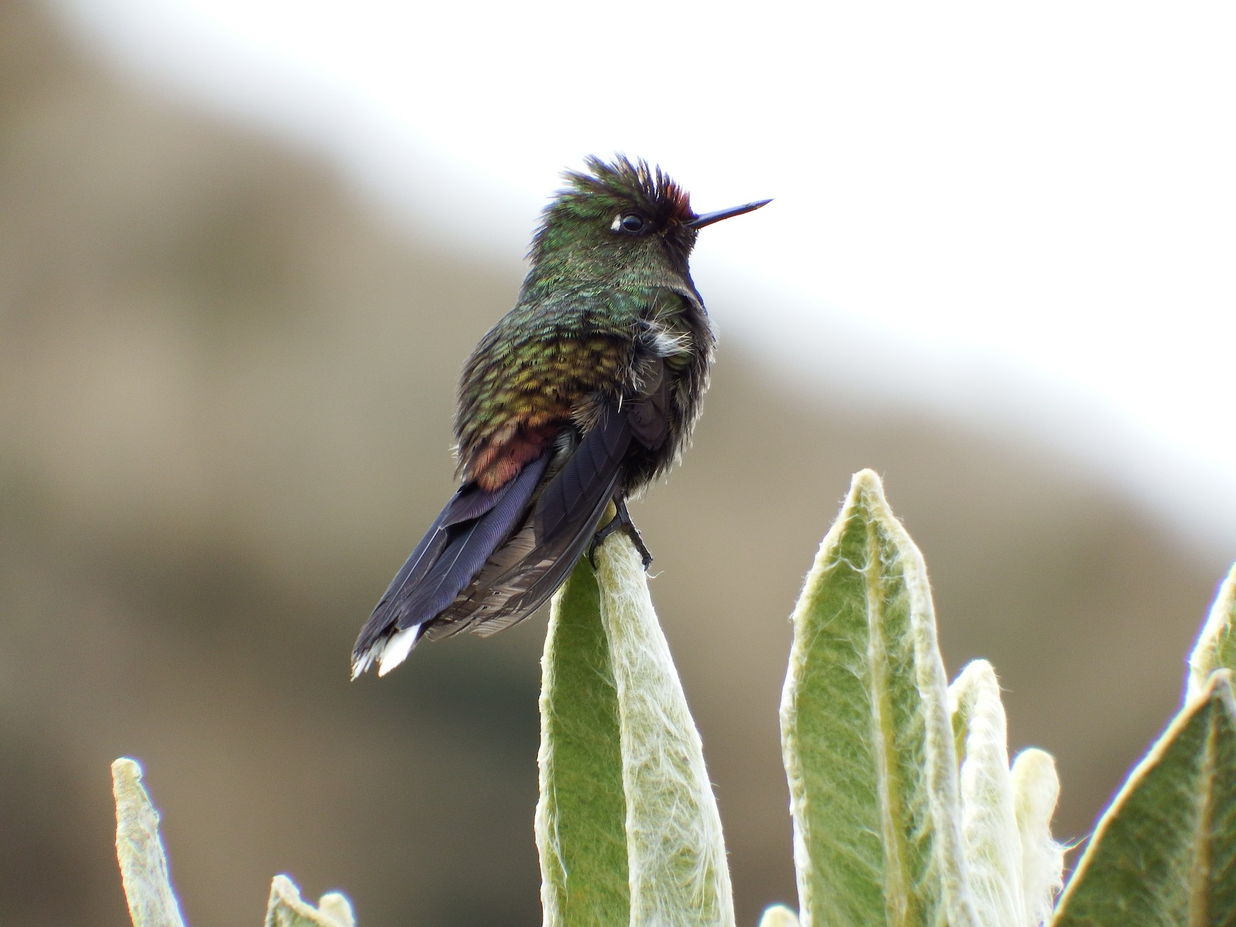 Metallure Arc En Ciel Ebird