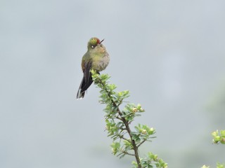 ニジイロコバシハチドリ - eBird