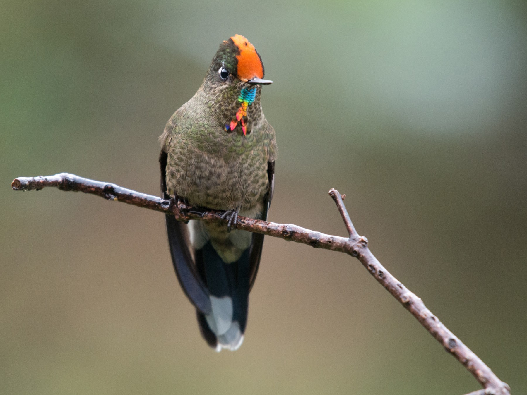 Rainbow-bearded Thornbill - John C. Mittermeier