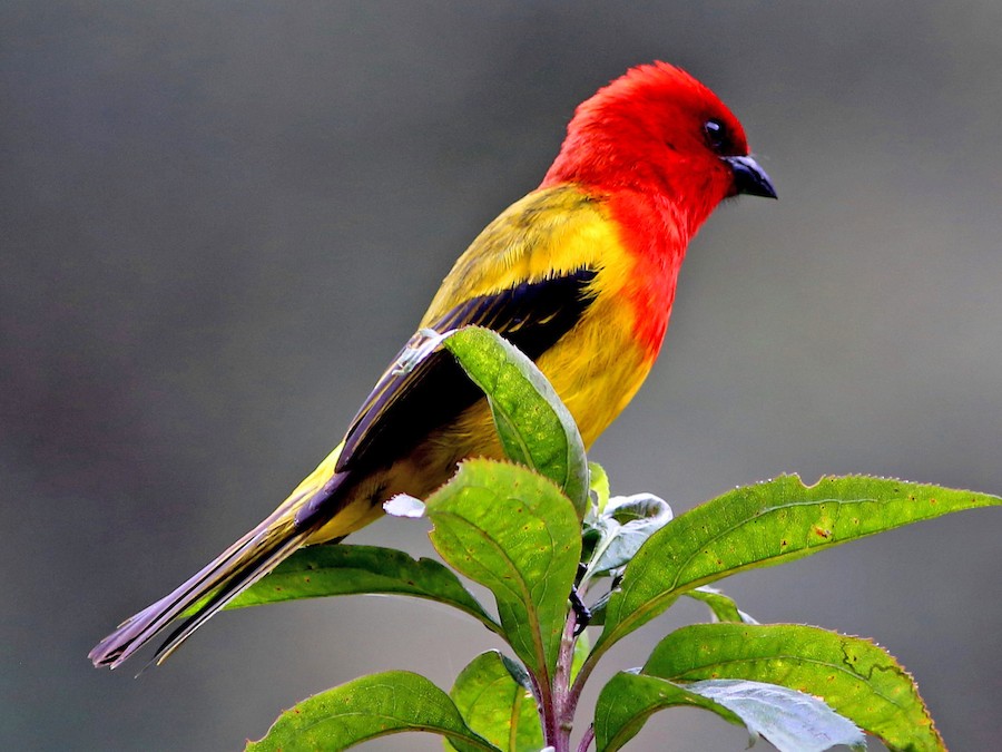 Red-hooded Tanager - eBird