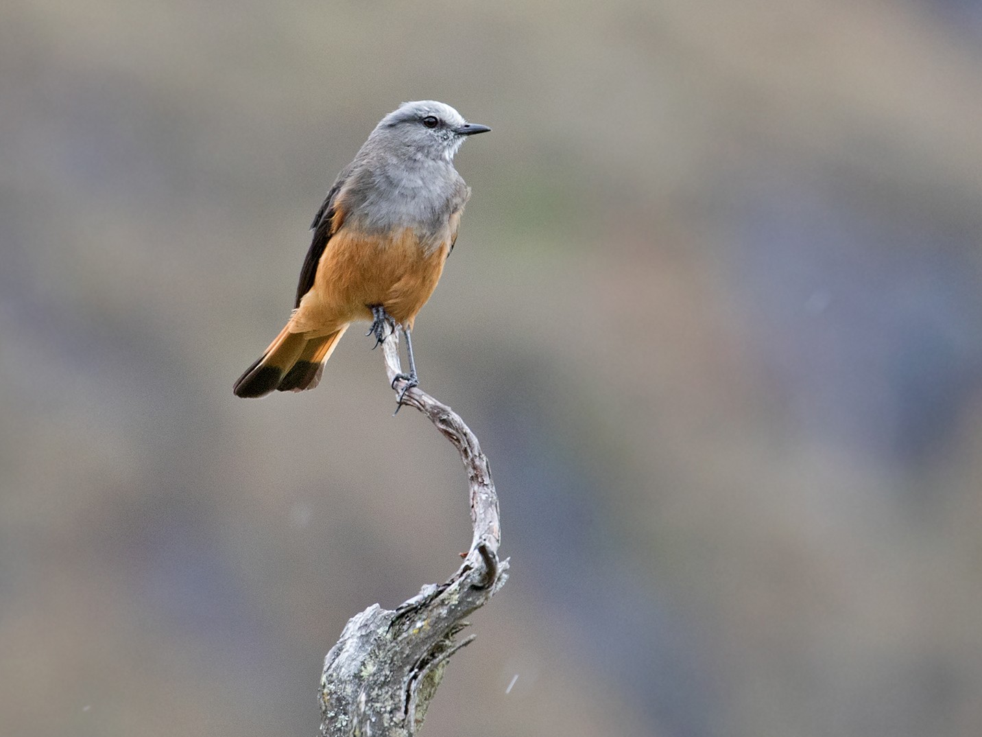 Red-rumped Bush-Tyrant - eBird