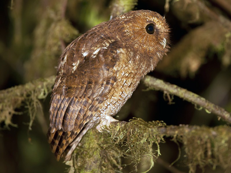 Rufescent Screech-Owl - eBird