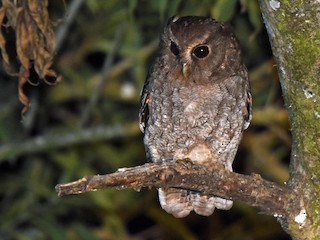  - Rufescent Screech-Owl