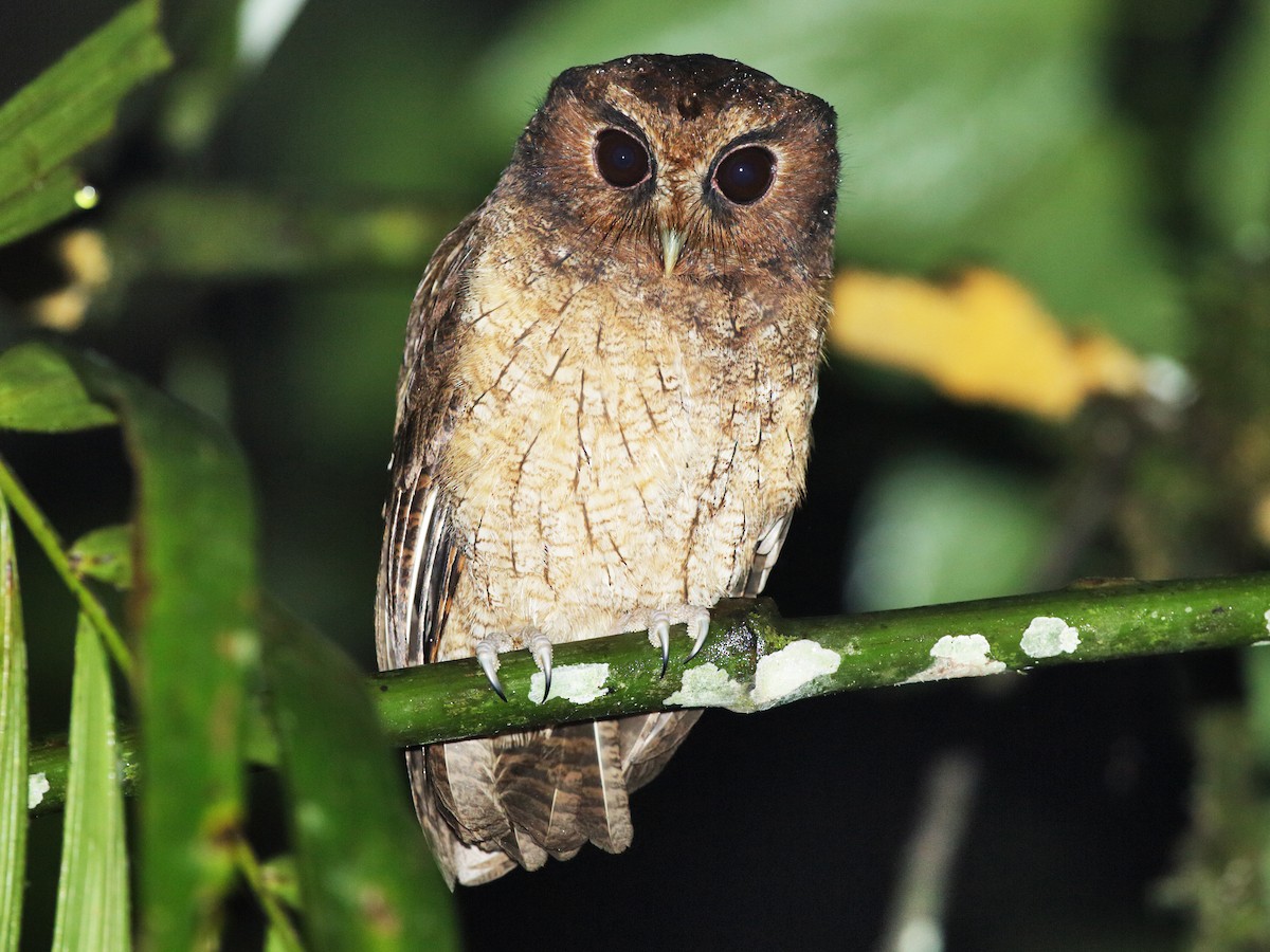 Rufescent Screech-Owl - Megascops ingens - Birds of the World