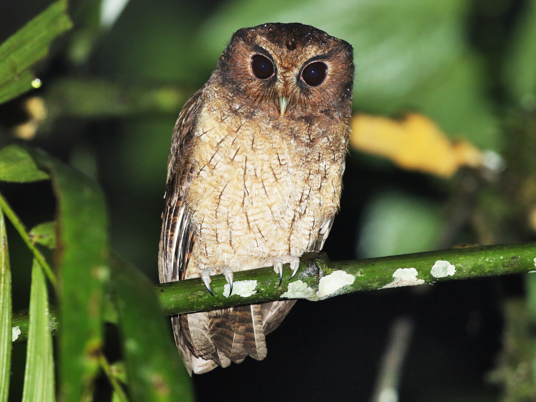 Rufescent Screech-Owl - Nick Athanas