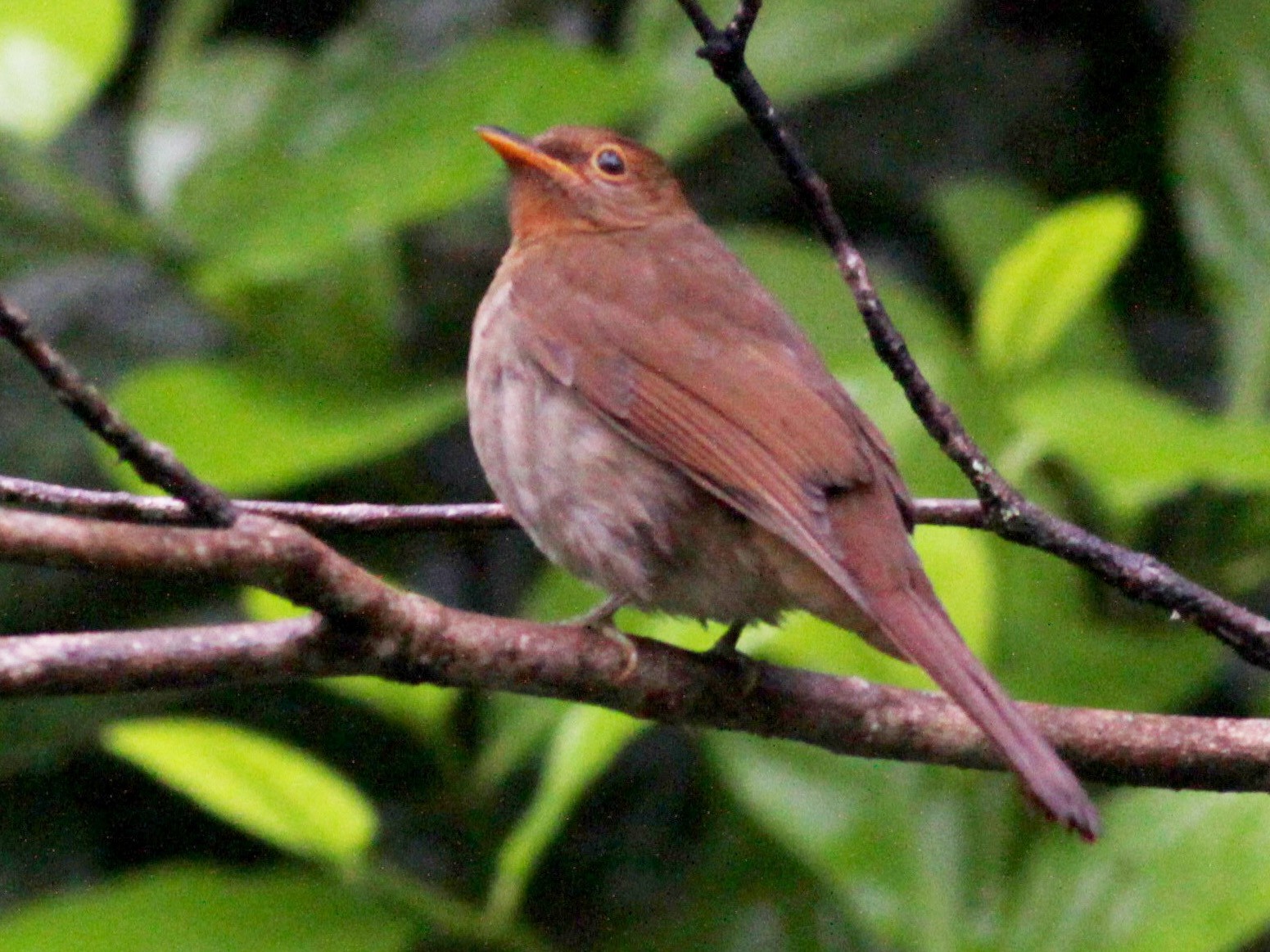 Rufous-brown Solitaire - eBird