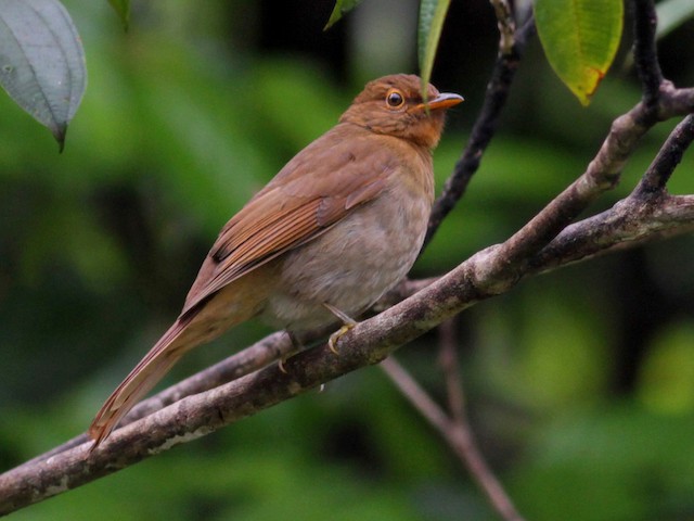  - Rufous-brown Solitaire (Guianan) - 