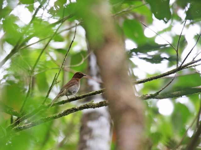  - Rufous-brown Solitaire - 
