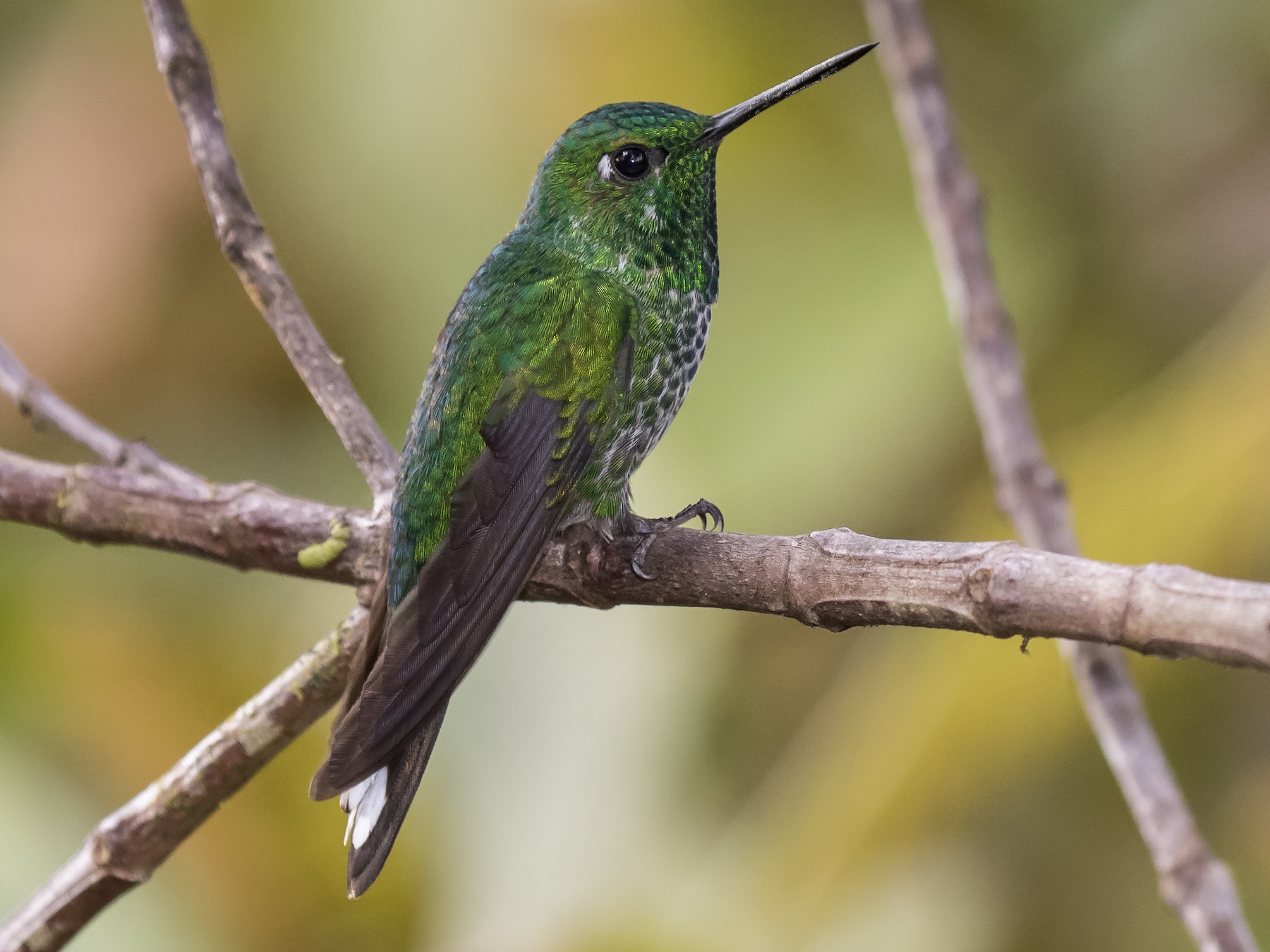 Rufous-vented Whitetip - Peter Hawrylyshyn