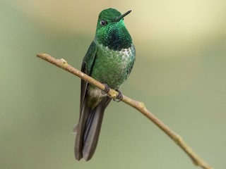  - Rufous-vented Whitetip