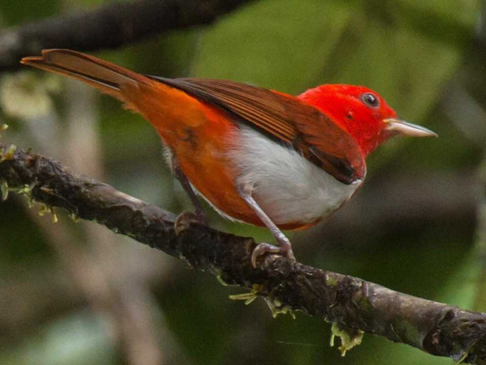 scarlet-and-white tanager - eBird