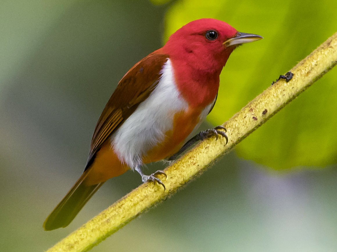 Scarlet-and-white Tanager - Peter Hawrylyshyn