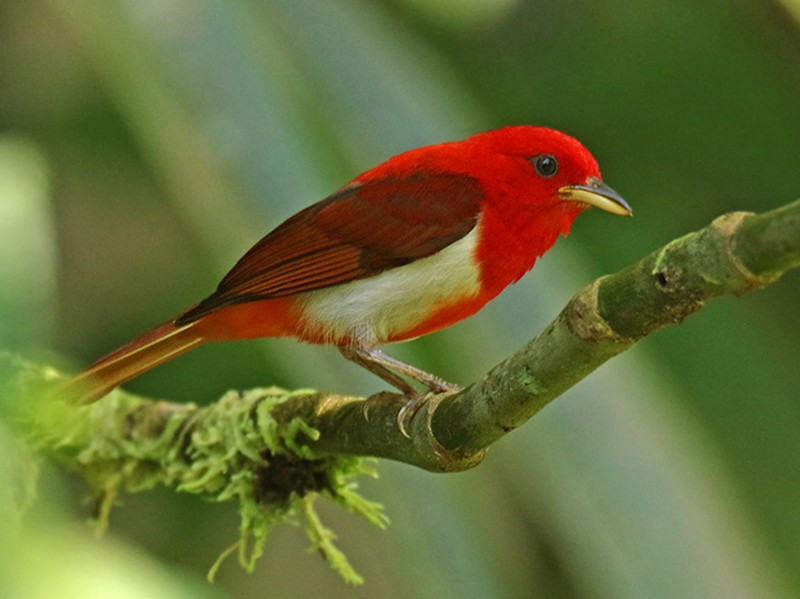 Scarlet-and-white Tanager - Roger Ahlman