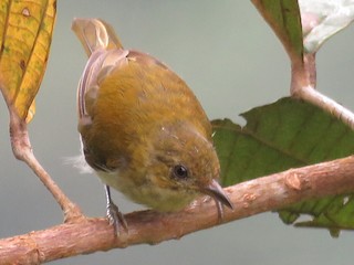 雌鳥 - Juan Pablo Arboleda - ML178819351